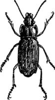 Harpalus Aeneus vintage illustration. vector