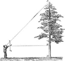 Measuring Tree Height, vintage illustration vector