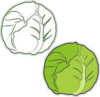 Fresh cabbage, illustration, vector on white background.