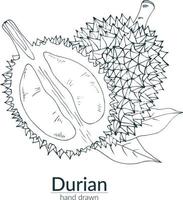 Durian whole and cut off, monochrome color. Vector hand drawn illustration. Card, poster, template.