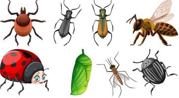 Set of different kinds of insects vector