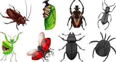 conjunto de diferentes tipos de insectos vector