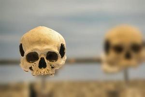 Real human skull with copy space photo