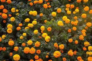 Background texture for day of the dead in mexico with cempasuchil flowers Damasquina Tagetes erecta photo