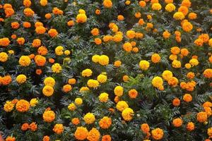 Background texture for day of the dead in mexico with cempasuchil flowers Damasquina Tagetes erecta photo