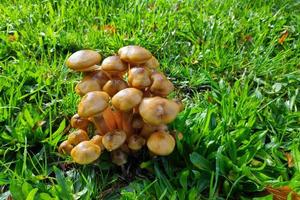 Group of Armillaria mellea photo