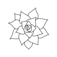 Succulent echeveria in doodle style, vector illustration. Desert flower hand drawn for print and design. Isolated element on a white background. Home plant outline, side view