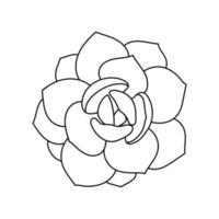 Succulent echeveria in doodle style, vector illustration. Desert flower hand drawn for print and design. Isolated element on a white background. Home plant outline, side view