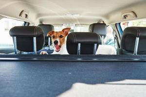 Jack Russell terrier dog looking out of car seat photo