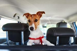 Jack Russell terrier dog looking out of car seat photo