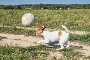 perro feliz juega con la pelota en el campo en el día de verano foto