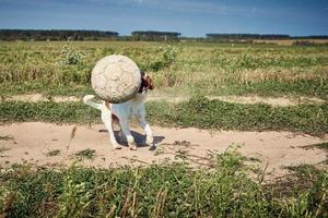 Happy dog play with ball in the field in summer day photo