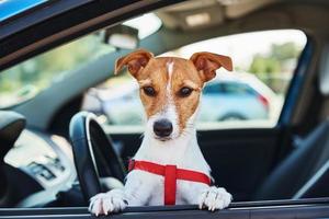 Dog looking out of car window. photo