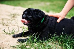 Portrait of pug dog on the grass, closeup photo