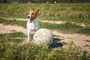 perro feliz juega con la pelota en el campo en el día de verano foto