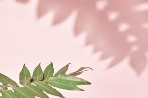 sombra de hoja y planta verde sobre fondo rosa. fondo abstracto creativo foto
