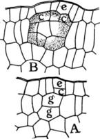 D. Fraxinella Gland Formation vintage illustration. vector