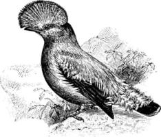 Cock-of-the-Rock, vintage illustration. vector