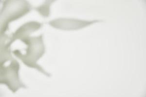 Leaf shadow on white background. Creative abstract background photo