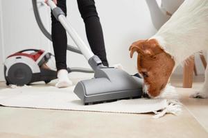Curious dog look at the vacuum cleaner photo