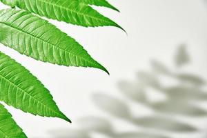 Leaf shadow and green plant on white background. Creative abstract background photo