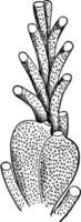 Bryozoan, vintage illustration. vector