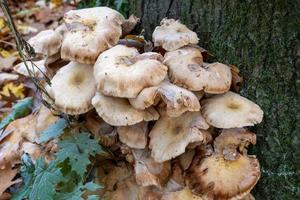 mushrooms on the tree photo