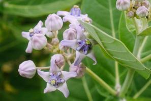 flor de corona floreciente, algodoncillo gigante, calotropis gigantea, flor de calotropo gigante foto