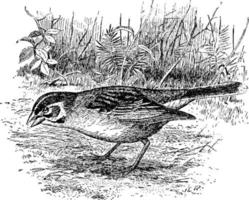 Lark Finch Chondestes grammacus Lark Sparrow, vintage illustration vector