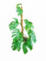 Isolated aroid mostera plant on a white background. used for interior decoration photo