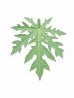 Isolated cassava leaves on a white background photo