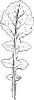 Lyrate Leaf vintage illustration. vector
