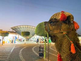 The head of a desert tourist camel in beautiful clothes for the entertainment of tourists in a warm tropical eastern country southern resort photo