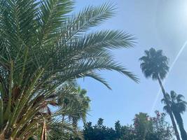 Beautiful sweeping large green palm leaves against the blue sky in a warm tropical country, resort photo