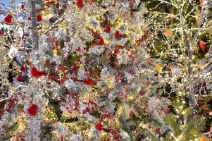 many red birds, bullfinches sitting on white spruce branches. winter forest. cute landscape with birds. beautiful bird with bright eyes. the bullfinch sits among the bright red berries. Christmas Eve photo