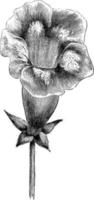 Erect Flowered Gloxinia vintage illustration. vector