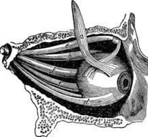 músculo del ojo, ilustración vintage vector