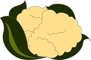 Fresh cauliflower, illustration, vector on white background.