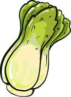 Fresh green lettuce, illustration, vector on a white background.