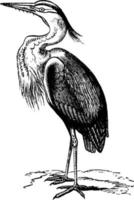 Heron, vintage illustration. vector