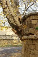 The tree grew from a brick wall. Perseverance and power of life concept. Powerful tree. power concept photo