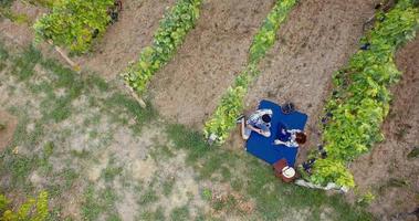 Aerial flight over happy couple having picnic and tasting wine at a vineyard   4k Footage video