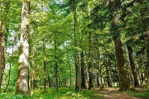 forest trees. nature green wood backgrounds Sunny Day photo