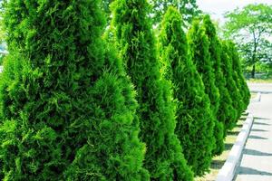 Thuja alley and road in summer photo