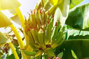 Banana tree with a bunch of young green bananas in sunny day photo