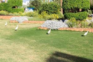 Little white egret on grass in sunny Egypt photo