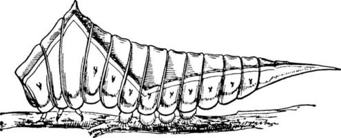 Caterpillar, vintage illustration. vector