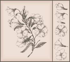 Vintage flowers drawing vector