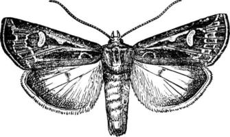gusano cortador polilla feltia subgothica, ilustración vintage vector