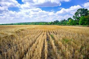 gran campo amarillo después de la cosecha. campos de trigo segados bajo un hermoso cielo azul y nubes en un día soleado de verano. líneas convergentes en un campo de trigo de rastrojo foto